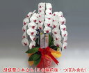 企業様に大人気 大輪3本立ち/36輪前後(赤リップ) 胡蝶蘭 お祝い 開店祝い 贈り物 ギフト 最高級 【ポイント2倍!】【送料無料・産地直送】『開店御祝・就任...