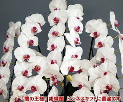 ランキング1位即発送可能 の16 off 洋蘭の鉄人 森田さんが育てた胡蝶蘭5本立ち 60リン前後 つぼみ含む 赤リップ 楽ギフ メッセ入力 胡蝶蘭産地直送販売店 こころ花 楽ギフ 包装選択 楽ギフ 包装選択 送料無料 産地直送 送料無料 産地直送 ランキング1位即発送可能 の16 off 洋蘭の鉄人 森田さんが育てた胡蝶蘭5本立ち 60リン前後 つぼみ含む 赤リップ 楽ギフ メッセ入力 胡蝶蘭産地直送販売店 こころ花 楽ギフ 包装選択 楽ギフ 包装選択 送料無料 産地直送 送料無料 産地直送