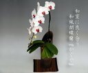 つぼみ多めの場合あり/【ギフト・送料無料】和室に合うスタイリッシュな和風胡蝶蘭『かぐや』大輪胡蝶蘭1本立ち(9リン前後・つぼみ含む)/赤リップ