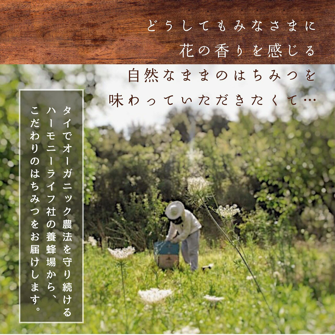 送料無料【高評価★5.0 /2件】 竜眼はちみ...の紹介画像3