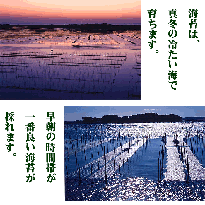 駒のり　「割引：2袋セット」　有明産一番摘み「訳あり味付け海苔」（8切サイズ×160枚）×2袋セット検索ワード/【穴あき】【味付けのり】【味付海苔】/おにぎり/おにぎらず/焼きのり/訳あり海苔/ 2
