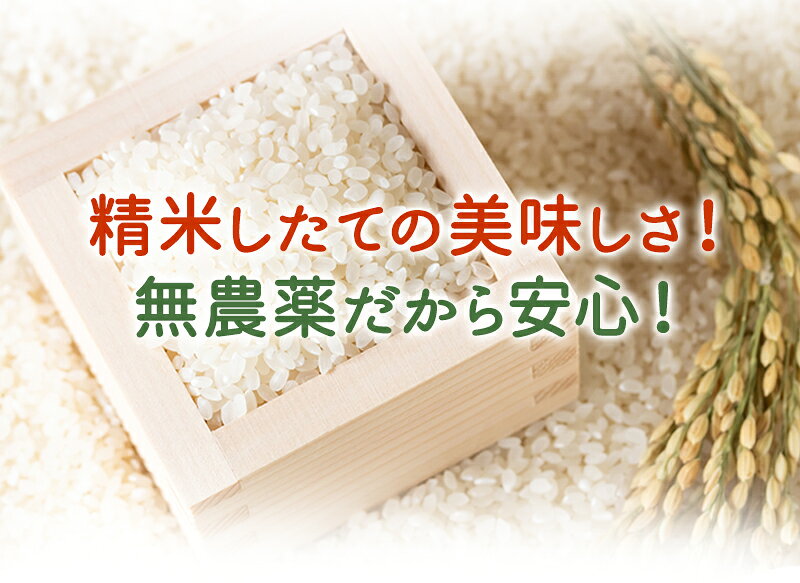 【期間限定値下げ】無農薬 玄米 米 5kgいちほまれ 福井県令和7年産 無農薬・無化学...