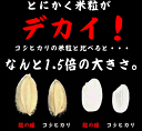 龍の瞳 いのちの壱 令和5年産 白米 5kg 送料無料 (一部地域を除く) 内祝 お中元 お歳暮 3