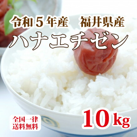 令和5年産 福井県産ハナエチゼン 10kg 白米 安い 美味しい ブランド米 送料無料 5kg×2 単一原料米でこの価格！