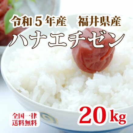 令和5年産 福井県産ハナエチゼン 20kg 白米 安い 美味しい ブランド米 送料無料 5kg×4 単一原料米でこの価格！