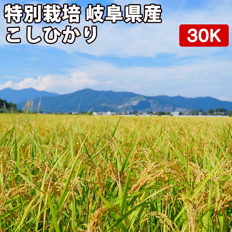 【スーパーSALE期間限定20％OFF】特別栽培 岐阜県産 こしひかり 30kgお米...