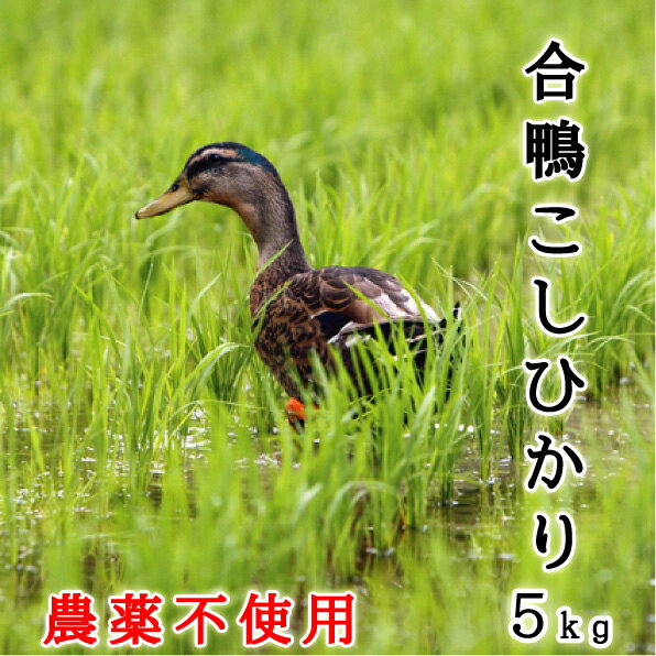 あいがも 農法 合鴨 送料無料 特別栽培米 無農薬 30年産 茨城県産 コシヒカリ 5kg 米 安心 安全【お歳暮】【お中元】有機肥料 合鴨農法 栽培期間中農薬不使用【あす楽_土曜営業】【楽ギフ_包装】 ママ割