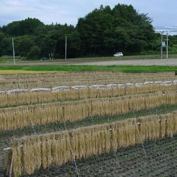 【令和元年産】匠の米「田村ひとめぼれ」5kg【あす楽対応】【がんばろう東北・福島】