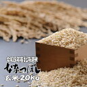 令和5年産 玄米 20kg ななつぼし 5kg×4 北海道 送料無料