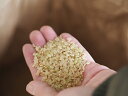 新米 【令和7年産】会津 只見産 玄米 コシヒカリ 30kg産地直送 特A 粘り 甘味こしひかり ギフト プレゼント お米 備蓄