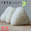 新米入荷！令和3年産　千葉県産コシヒカリ　10kg（5kg×2）　送料無料　お米　米　白米　コシヒカリ　千葉県産　産地直送 米 10kg 送料無料　新米 10kg 送料無料　新米　10kg　令和3年産　新米