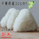 新米入荷！令和3年産　千葉県産こしひかり　20kg　小分け無料　送料無料　お米　米　白米　コシヒカリ　千葉県産　産地直送 　20kg　小分け無料　 米 20kg　送料無料　新米 20kg 送料無料　新米20kg　令和3年　20kg