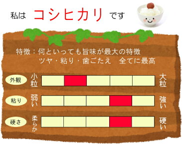 新米　令和2年産　千葉県産コシヒカリ　30kg　送料無料　お米　米　白米　こしひかり　千葉県産　産地直送 新米　30kg　送料無料 新米　30kg 米 30kg　送料無料　米 30kg 送料無料