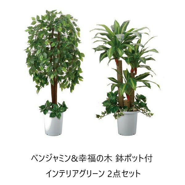 ＼300円引きクーポン進呈／ 花・観葉植物 観葉植物 ベンジャミン&幸福の木 鉢ポット付 インテリアグリーン 2点セット完成品 a25848 水やり不要 造木 ボリューム 自然 間仕切り