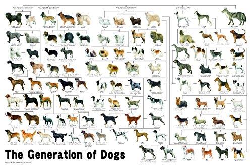 1000ピース ジグソーパズル めざせ パズルの達人 犬の系統図(50x75cm)