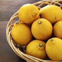 ★国産レモン★農家が家用に栽培したレモン2kg