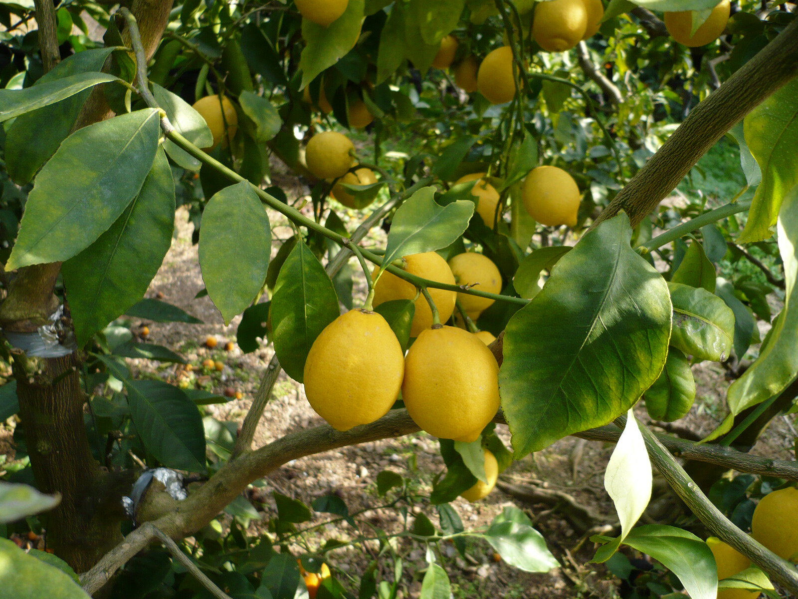 ���񻺥�������Ȥ����Ѥ˺��ݤ�������1kg�²λ���ͭ�Ļ�