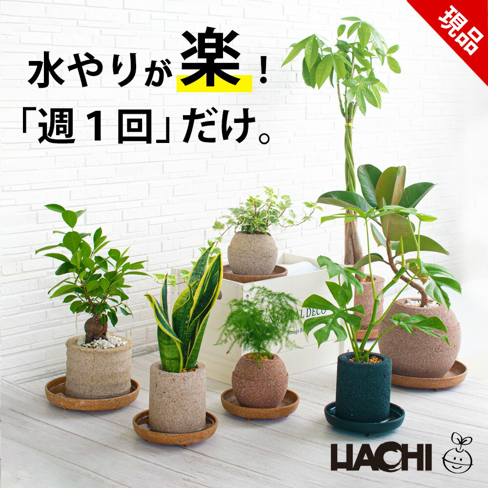楽天市場】フランスゴムの木(観葉植物|花・観葉植物):花 楽天市場】フランスゴムの木(観葉植物|花・観葉植物):花