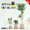 【初心者向け】観葉植物 フィカス フランスゴムの木 大型 本物 小さい ミニ 鉢植え アクアプラントポット 4号 5号 6号 ゴムの木 ルビギノーサ ソフィア ...