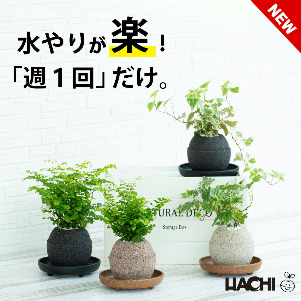 楽天市場】パテ(サイズ(植木鉢)~ 3号)(観葉植物|花・観葉 楽天市場】パテ(サイズ(植木鉢)~ 3号)(観葉植物|花・観葉
