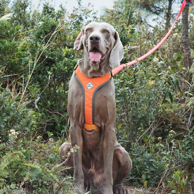 【送料無料】【小型・中型・大型犬】 犬用 ハーネス リード 犬具 胴輪 リードセット 散歩 簡単装着 お..