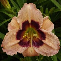 芳香あり！ヘメロカリス‘シローム ボー ピープ’苗　1株