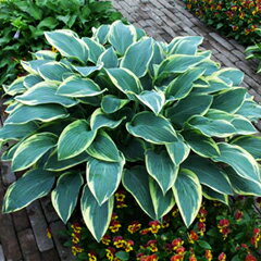 中型品種！ホスタ （ギボウシ） ‘ドレス ブルース’苗　1株（根株）のサムネイル
