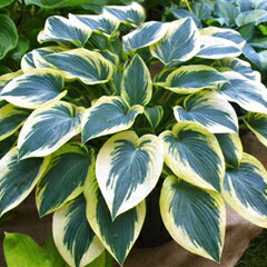 ホスタ（ギボウシ） ‘ブルー アイボリー’苗　1株（根株）のサムネイル