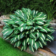 中型種！ホスタ（ギボウシ） ‘リスキー ビジネス’ 苗　1株（根株）のサムネイル