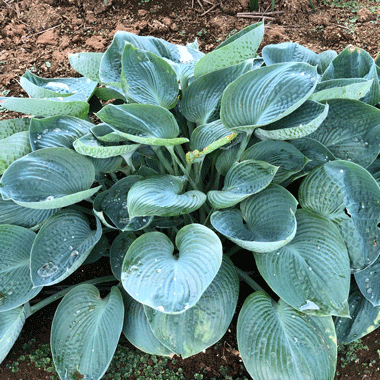 大型種！ホスタ（ギボウシ） ‘ネイト ザ グレート’　苗　1株（根株）のサムネイル