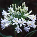 オリジナル品種！ 涼しげな純白の花！アガパンサス‘ジューン 