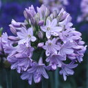 うっとりするような淡い藤色の花、とても柔らかい雰囲気です。 学名 Agapanthus cv.‘Mori no Yasuragi’ 原産地 南アフリカ 蕾の色 92B 小花の色 92C ●蕾と小花の色は、英国王立園芸協会（RHS）のカラーチャートを使用して測定しています。当園の他のアガパンサス品種と花色を比べるための参考として掲載しています。パソコン環境により色の差異がありますので、その点ご了承頂ければと思います。 花径 約13cm 花期 中生 草丈 100〜120cm 耐寒性 関東以西（山間地を除く）では露地栽培が可能です。 関東以西でも冬の寒さが心配な方は、 冬期にマルチング（株に土をかぶせるなど）を施して越冬すると良いでしょう。 関東より北の地方では、冬期は鉢を室内に移して管理します。 耐暑性 強 日照 日当りを好みます。 特徴・用途など 地植えにすると大株となり、大変見応えがあります。根張りが強いため、鉢植えの場合は比較的大きな鉢で育てると良いでしょう。切花としても大変重宝します。 管理 性質強靭で育てやすく、管理の手間は殆どかかりません。日当たりを好みますが、半日陰の地でも十分育ちます。 冬季落葉しますので、秋頃より葉が枯れ始め冬には地上部がなくなります。 暖かくなった頃、新芽が芽吹きますのでご安心下さいませ。 植え付け後、2年目以降に本領を発揮しますので、1年目は養生期間と捉えてください。 地植えの場合は、植え付け後暫くは水を切らさないように注意します。根付いたら自然潅水で大丈夫です。鉢植えの場合は、土が乾いたら鉢下から水が出るまでたっぷりと与えてください。 発送状態 2株（根株）を露地から掘り上げて発送いたします（上の写真は6月初旬、下の写真は冬期のお送りする株のイメージです）。 葉が展開している時期は、根を新聞紙に包み、水を若干含ませ、更にビニール袋に包んでお送りします。 葉・根を切り調整しておりますが、生育に問題はございませんのでご安心下さい。 「土が付いていなくて大丈夫？」と思われる方もおられるかもしれませんが、大丈夫です。 当ナーセリーではアガパンサスをはじめ、様々な植物の輸出入を行っていますが、その際には土を付けずに、写真のような状態で出荷しております。 （この方法は当ナーセリーに限らず、植物の輸出入に際しては通例となっています） 露地から根株を掘り上げ、芽や株の状態をきちんとチェックしてお送りいたしますので、どうぞご安心ください。 そして商品がお手元に届きましたら、なるべく早く植え付けを行ってください。