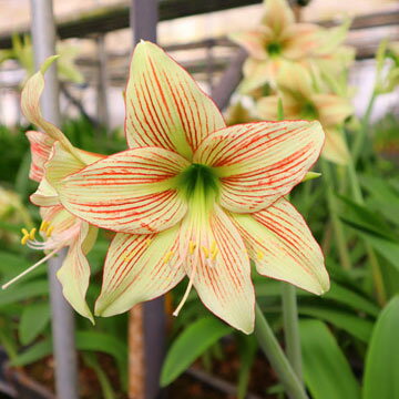 黄緑の花弁に臙脂の縞模様が鮮やかに入ります。スタイリッシュな花姿、是非お手元でお楽しみください！ 学名 Hippeastrum cv.‘Oriental Lady' 原産地 中南米 花期 4～5月(春咲き) 花の直径 10〜15cm 1茎に付く輪数 2〜4輪 草丈 50〜60cm 耐寒性 中（5℃程度） 耐暑性 強 日照 日当りを好みます。 管理 ★アマリリスは熱帯の植物です。寒い時期に水をあげると球根が腐敗するので注意が必要です。 　このポイントさえ押さえれば、病虫害にも強く、誰でも簡単に栽培できます！★ 《鉢植えの場合》 ●植え付け ・大輪は6号鉢に1球、中輪〜小輪は4〜5号鉢に1球植え付けます。 ・元肥の緩効性化成肥料を施した、水はけの良い用土 （赤玉土2：腐葉土1：バーミキュライト1など）を鉢に入れ、球根の肩が出るくらいに浅く植えます。 1.一時的でも室温が10℃以下に下がるような室内の場合 ・鉢に植え付け後、冬の間は水をあげないでください。水やりをすると球根が腐敗する可能性があります。 ・春先の木々の芽吹きの時期、遅霜の心配がなくなってから水やりを開始します。 2.常に15℃以上の明るい室内や温室で管理する場合 ・植え付け後に20℃くらいの温かい水で十分に水をあげます。 ・気温が15℃以下にならないよう、管理します。 ・葉または蕾が出てきたら、水やりを開始します。 ※冬期以外の植え付けは、球根がお手元に届き次第、なるべく早く行ってください。 ●水やり ・蕾や茎が出てきたら、水やりを再開します（球根に直接水をかけないようにしてください）。 ・表土を触ってカラカラに乾いたら水を与えます。葉には時折シャワーのように水をかけます。 ●開花後の管理 ・開花後は、種子を採る場合以外は速やかに株元から花茎を切り落とし、球根を充実させます。 ・風通しの良い、なるべく高温多湿の場所で管理します。盛夏は午前中以降半日陰で管理します。 ・葉の生育期はカリ分の多い液肥を月に2〜3回、水やり代わりに行います。葉が黄変してきたら葉を株元から切り取り、水やりを止めます。 ・冬は土が凍らない場所（5℃以上が目安）で保管してください。 ----------------------------------------------------------------------------------- 《庭植えの場合》 ●植え付け ・午前中に日の当たる、風通し・水はけの良い場所に、遅霜の心配がなくなってから植え付けます。 ・土を耕し、腐葉土・草土灰・緩効性肥料を施します。 ・球根の間隔が、大輪：30cm、中輪：10〜25cm、小輪：15〜20cmになるようにして、球根の肩が出るくらいに浅く植えます。 ・植え付け後に十分水をあげた後は、葉または蕾が出るまで水やりを行わないようにします。 ●開花後の管理 ・庭植えで冬に掘り上げない場合は、気温が下がってきたら水やりを止め、葉を根元から切り取り、土や腐葉土をかけて保温して冬越しします。 ・掘り上げる場合は、葉を株元から切り取った後、降霜前に掘り上げます。土を取り除いて室内の暖かい場所に1週間ほど置いたあと、段ボール箱や木箱などにバーミキュライトを敷き詰めて球根を埋め、5℃以下にならない場所で凍らないように管理します。 発送状態 1球を掘り上げて発送いたします。球根の植え付け・保管については、上記の「管理」欄をご参照ください。 お届けが3月下旬頃になりますと、日中の気温が高くなってきており、品種によっては花芽が伸びてきています。 その場合、花芽がごく短く、出荷に問題がない場合は花芽を付けてお送りいたします。 花茎が長く伸びている場合は、花茎を切ってお送りすることになり、開花は来シーズン以降となります。何卒ご了承ください注文時期により開花後の成球や、中小球いずれかを送ります。いずれも1年後には立派に生育し開花します。時期や状態により、葉をカットする場合もあります。 休眠期以外は、球根がお手元に届きましたらなるべく早く植え付けを行ってください。