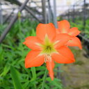小型オリジナル品種!アマリリス‘リトルチャイルド’ 自社生産球根 1球