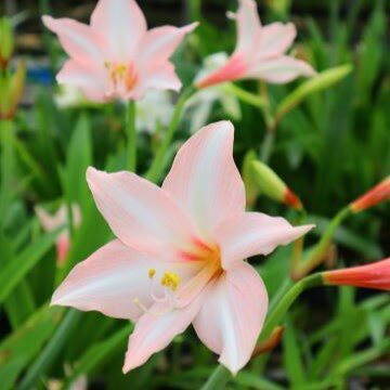 NEW！小森谷オリジナ！開花見込球アマリリス‘春待ち’（自社生産球）球根　1球のサムネイル