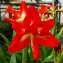 オリジナル品種!開花見込球アマリリス‘スモール ダブル マリー’(自社生産球)球根 1球
