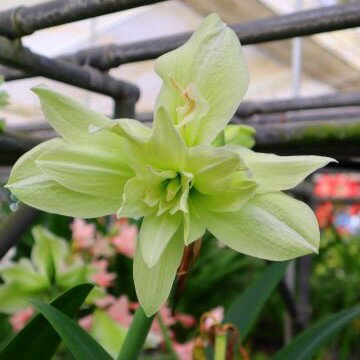 さわやかなイエローグリーンの花弁に、スロートの白がとても清々しいです。大輪ダブル花弁で圧巻の花姿です！ 小森谷オリジナル新品種、ぜひいかがでしょうか。 学名 Hippeastrum cv.‘W Uguisu’ 原産地 中南米 花期 4-5月 花の直径 10cm以上 1茎に付く輪数 − 花弁の形状 八重咲き 草丈 − 耐寒性 中（5℃程度） 耐暑性 強 日照 日当りを好みます。 管理 ★アマリリスは熱帯の植物です。寒い時期に水をあげると球根が腐敗するので注意が必要です。 　このポイントさえ押さえれば、病虫害にも強く、誰でも簡単に栽培できます！★ 《鉢植えの場合》 ●植え付け ・大輪は6号鉢に1球、中輪〜小輪は4〜5号鉢に1球植え付けます。 ・元肥の緩効性化成肥料を施した、水はけの良い用土 （赤玉土2：腐葉土1：バーミキュライト1など）を鉢に入れ、球根の肩が出るくらいに浅く植えます。 1.一時的でも室温が10℃以下に下がるような室内の場合 ・鉢に植え付け後、冬の間は水をあげないでください。水やりをすると球根が腐敗する可能性があります。 ・春先の木々の芽吹きの時期、遅霜の心配がなくなってから水やりを開始します。 2.常に15℃以上の明るい室内や温室で管理する場合 ・植え付け後に20℃くらいの温かい水で十分に水をあげます。 ・気温が15℃以下にならないよう、管理します。 ・葉または蕾が出てきたら、水やりを開始します。 ※球根がお手元に届き次第、なるべく早く行ってください。 ●水やり ・蕾や茎が出てきたら、水やりを再開します（球根に直接水をかけないようにしてください）。 ・表土を触ってカラカラに乾いたら水を与えます。葉には時折シャワーのように水をかけます。 ●開花後の管理 ・開花後は、種子を採る場合以外は速やかに株元から花茎を切り落とし、球根を充実させます。 ・風通しの良い、なるべく高温多湿の場所で管理します。盛夏は午前中以降半日陰で管理します。 ・葉の生育期はカリ分の多い液肥を月に2〜3回、水やり代わりに行います。葉が黄変してきたら葉を株元から切り取り、水やりを止めます。 ・冬は土が凍らない場所（5℃以上が目安）で保管してください。 ----------------------------------------------------------------------------------- 《庭植えの場合》 ●植え付け ・午前中に日の当たる、風通し・水はけの良い場所に、遅霜の心配がなくなってから植え付けます。 ・土を耕し、腐葉土・草土灰・緩効性肥料を施します。 ・球根の間隔が、大輪：30cm、中輪：10〜25cm、小輪：15〜20cmになるようにして、球根の肩が出るくらいに浅く植えます。 ・植え付け後に十分水をあげた後は、葉または蕾が出るまで水やりを行わないようにします。 ●開花後の管理 ・庭植えで冬に掘り上げない場合は、気温が下がってきたら水やりを止め、葉を根元から切り取り、土や腐葉土をかけて保温して冬越しします。 ・掘り上げる場合は、葉を株元から切り取った後、降霜前に掘り上げます。土を取り除いて室内の暖かい場所に1週間ほど置いたあと、段ボール箱や木箱などにバーミキュライトを敷き詰めて球根を埋め、5℃以下にならない場所で凍らないように管理します。 発送状態 1球を掘り上げて発送いたします。球根の植え付け・保管については、上記の「管理」欄をご参照ください。 お届けが3月下旬頃になりますと、日中の気温が高くなってきており、品種によっては花芽が伸びてきています。 その場合、花芽がごく短く、出荷に問題がない場合は花芽を付けてお送りいたします。 花茎が長く伸びている場合は、花茎を切ってお送りすることになり、開花は来シーズン以降となります。何卒ご了承ください注文時期により開花後の成球や、中小球いずれかを送ります。いずれも1年後には立派に生育し開花します。時期や状態により、葉をカットする場合もあります。 休眠期以外は、球根がお手元に届きましたらなるべく早く植え付けを行ってください。
