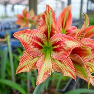 NEW！オリジナル品種！アマリリス‘スカーレットカーラ’　自社生産球根　1球のサムネイル