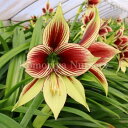 春咲き原種アマリリスパピリオ(自社生産球)特大球根 1球