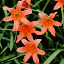 キルタンサスの花言葉と誕生花 花の持つ言葉 キルタンサスの花言葉と誕生花 花の持つ言葉