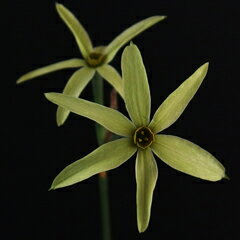 交配は N.viridiflorus × N.serotinus です。美しい星形、抑えた色調の花姿、とても味わい深い逸品です。もちろん芳香も楽しめます。自社生産球根を堀上げお送りします。 学名 Narcissus cv.‘Sweet Claudia’ 花期 秋 耐寒性 強 耐暑性 強 日照 日向〜明るい日陰を好みます。 管理 ●植え付け 球根の植え付けの適期は 9〜10月です。小球根ですので、鉢植えが適します。 植え付けは、4号鉢に3球程度が目安となります。 用土は硬質中粒鹿沼土7、ピートモス2、川砂1の割合が良いでしょう。 スイセンは深植えを好みますので、植え付けの深さは、球根の高さの3〜4倍が目安です。 緩効性化成肥料を元肥として施してください。 植え付け後、球根が休眠している間は乾かし気味に管理し、秋の彼岸頃から徐々に水やりを開始します。 ●日常の管理 潅水は、生育期には根を乾かさないように注意します。しかし水分過多も禁物です。 鉢の置き場所は、生育期は日向〜明るい日陰、休眠期は風通しの良い日陰などに置くと良いでしょう。 冬期は気温の高い場所では管理せず、 無加温のハウスや室内の気温の低い場所などで管理しましょう。自然の寒さに十分当てた方が、良い結果が出ます。 花後はそのまま最低6週間は葉が枯れるまで放置し、徐々に水やりを減らします。休眠期には水やりを止めます。 肥料は、発芽前に緩効性化成肥料または液体肥料の1000倍液を施します。 発送状態 5球を発送いたします。 お手元に届きましたら、なるべく早く植え付けを行ってください。https://image.rakuten.co.jp/komoriya-nursery/cabinet/02562617/03061241/imgrc0086432071.jpg
