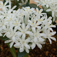 ポリキセナ・エンシフォリア ホワイト球根　2球のサムネイル