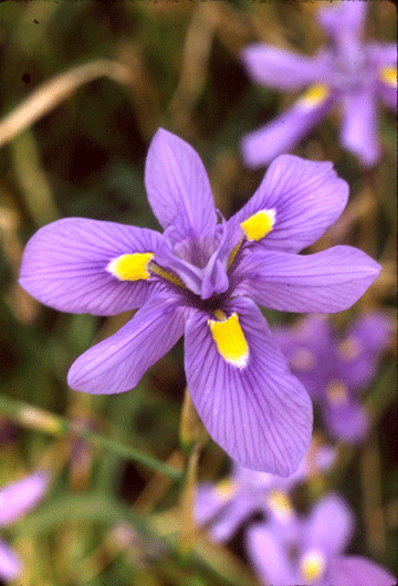 モラエア（モレア）