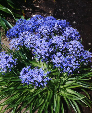 原種で植えっぱなしで毎年開花！シラー・ペルビアナ　ブルー開花見込球　5球