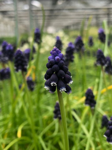 ベレバリア属は草姿がムスカリにとてもよく似ていますが 花茎や葉がムスカリよりも太いです。比較的湿った土を好みます。(3月上旬：開花の様子) 学名 Bellevalia pycnantha 原産地 トルコ（東側） 花期 3月 草丈 15〜20cm 耐寒性 強 耐暑性 強 日照 日当りを好みます。 管理 植え付けの適期は9〜10月です。日当りと水はけのよい土を好みます。 4〜5号鉢に3〜5球程度を植え付け、用土には少量の元肥と苦土石灰を混ぜます。 球根の高さの2倍程度の深さに植え付けましょう。 肥料は窒素分が少なくてカリ分が多い緩効性肥料が良いでしょう。 植え付け後は水を切らさないように管理し、休眠期の6月〜9月は水やりを止めます。 発送状態 3球を発送いたします。お手元に届きましたら、11月頃までに植え付けを行ってください。