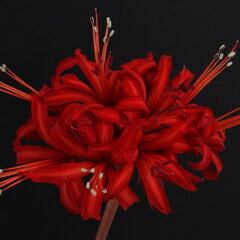 オリジナル品種！ネリネ‘レッド サンデー’ 球根　1球