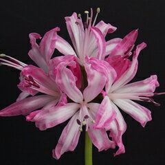 オリジナル品種！ネリネ‘オータムレインボー’球根　1球