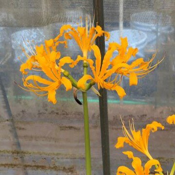 NEW！耐寒性黄金リコリス！ リコリス・シネンシス × オーレア球根大球1球