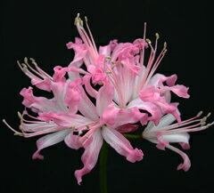 オリジナル品種！ネリネ‘インカ ローズ’ 球根　中球1球