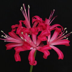 オリジナル品種！ネリネ‘オータム ワルツ’ 球根　1球